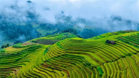 Rice Terraces Sapa