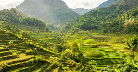 Rice Terraces Selogriyo