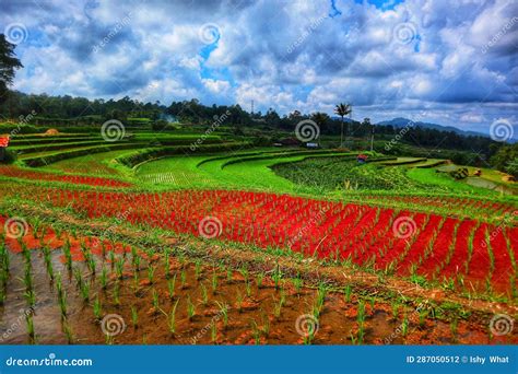 Rice Terraces Tanah Datar