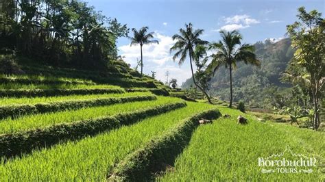 Rice Terraces Yogyakarta