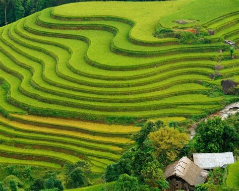 Rice fields Ha Giang
