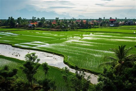 Rice fields around Hoi An