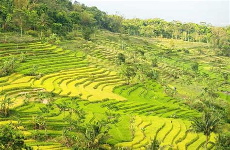 Rice terrace trek