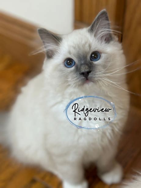 Ridgeview Ragdolls