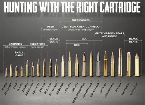 Rifle Bullet Size Chart Comparison