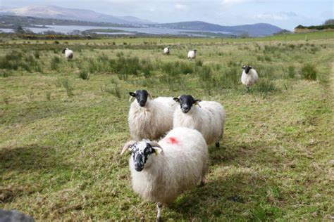 Ring of Kerry Sheep