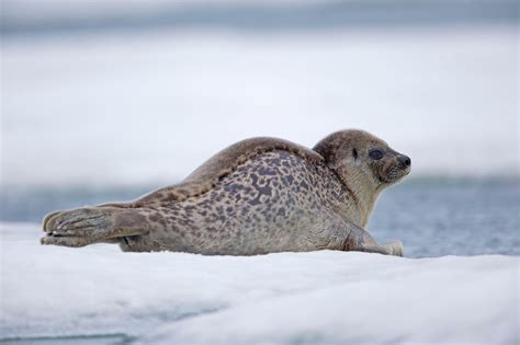 Ringed Seal