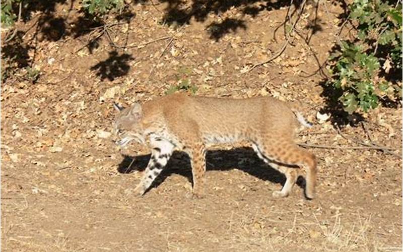 Ringtail Cat Predators