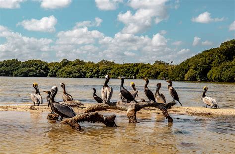Rio Lagartos Tour Guide