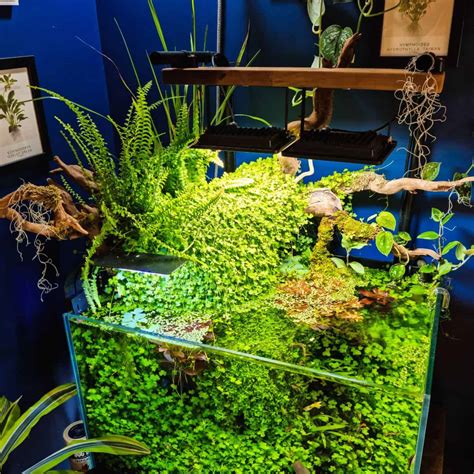 Riparium Plants