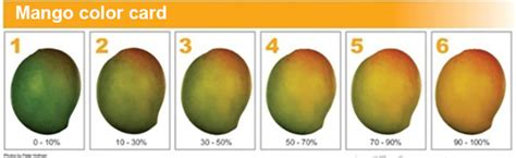 Ripe Mango Color Chart