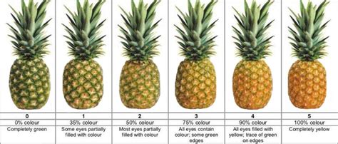 Ripe Pineapple Chart