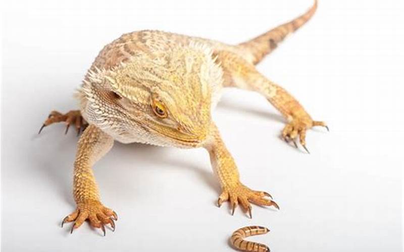 Risks Of Feeding Nightcrawlers To Bearded Dragons