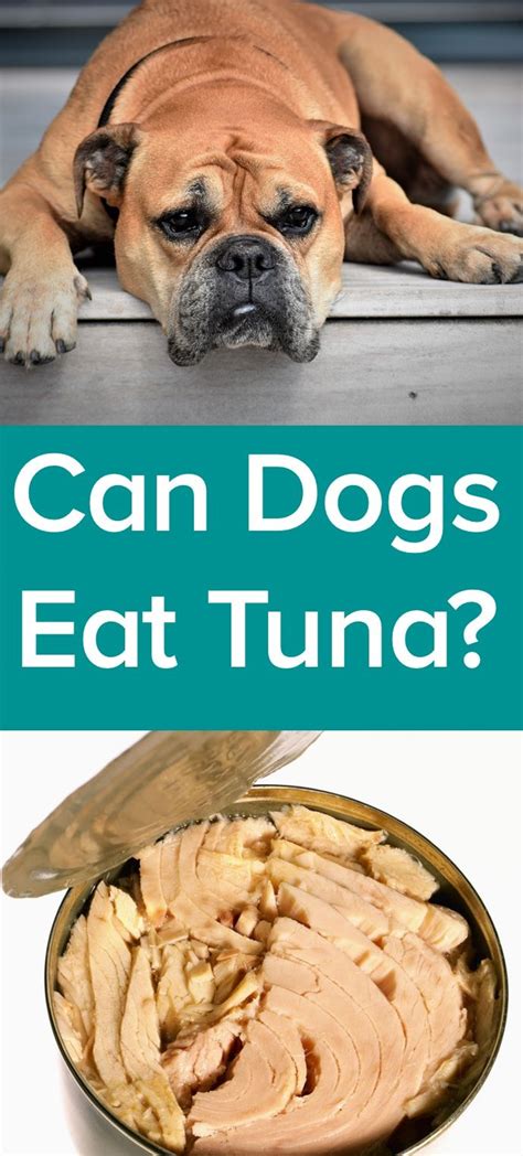 Risks of Feeding Ahi Tuna to Dogs