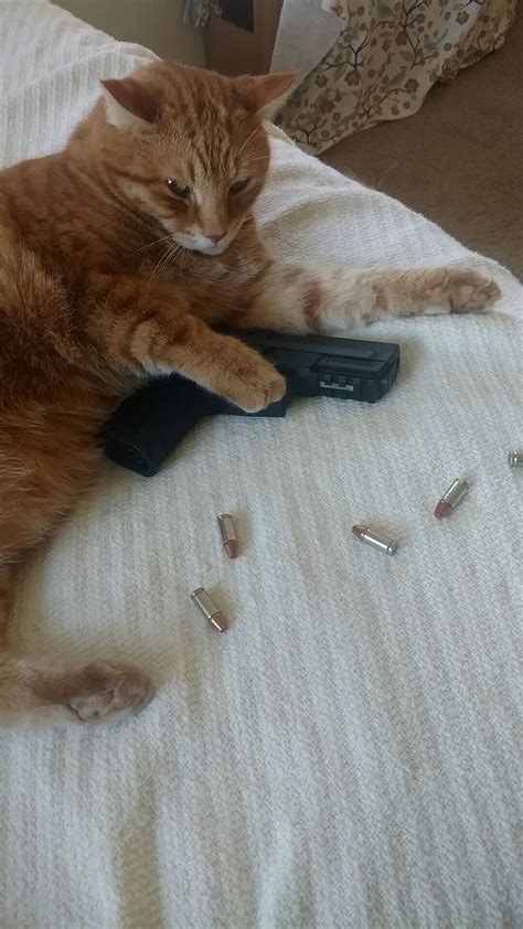 Risks of Guns for Cats