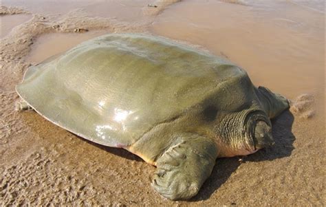 River Giants The Asian Softshell Turtle
