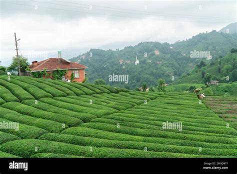 Rize Tea Plantations