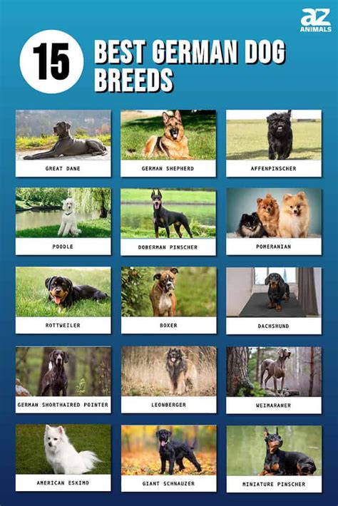 Rman Dog Photos
