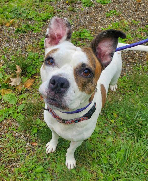 Find Your Furry Soulmate with Road Home Animal Project - A Top Pet Adoption Initiative