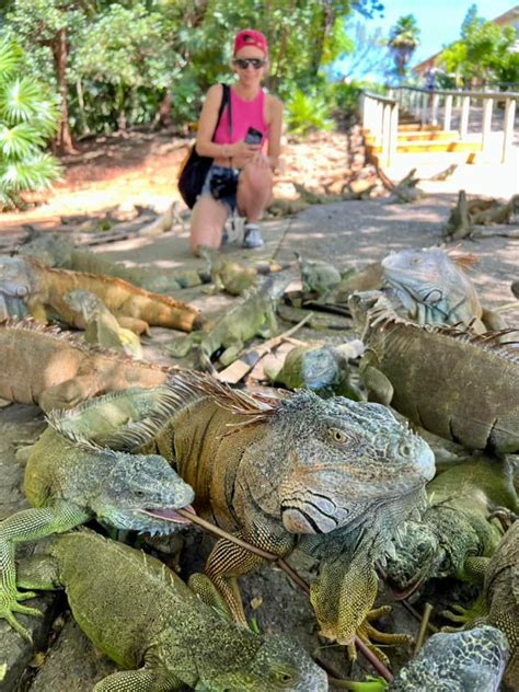 Roatan Iguana