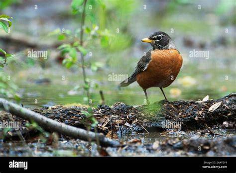 Robin Habitat