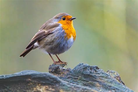 Robin Photography Techniques