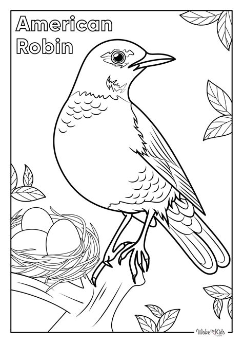 Robin Pictures To Color