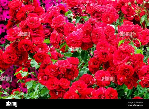Robust Shrub Red Roses