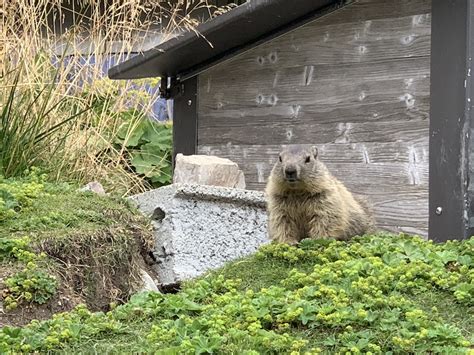 Rochers De Naye Animals