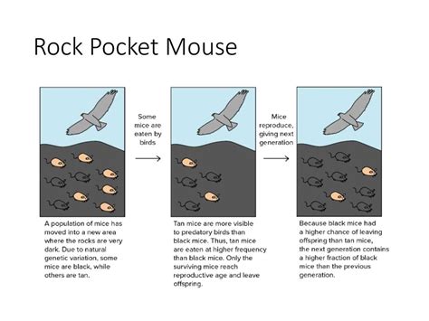 Rock Pocket Mouse Worksheet