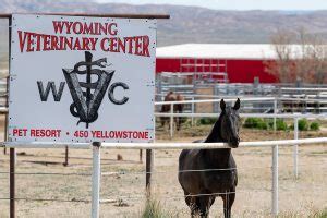 Expert Animal Control Services in Rock Springs, Wyoming - Keep Your Community Safe