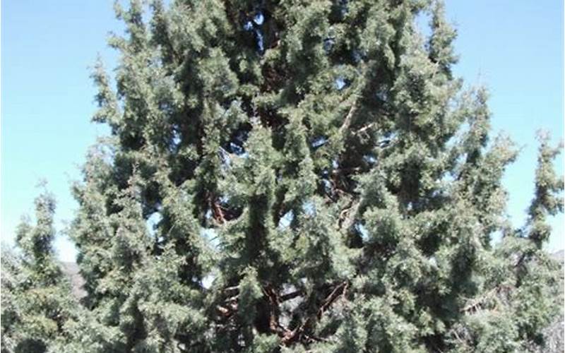 Rocky Mountain Juniper Trees