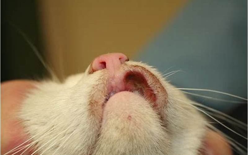 Understanding Rodent Ulcer on Your Cat’s Bottom Lip