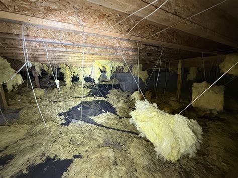 Rodent damage in a crawl space