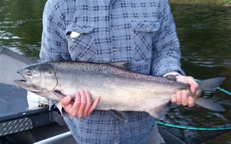 Chinook salmon on the Rogue River