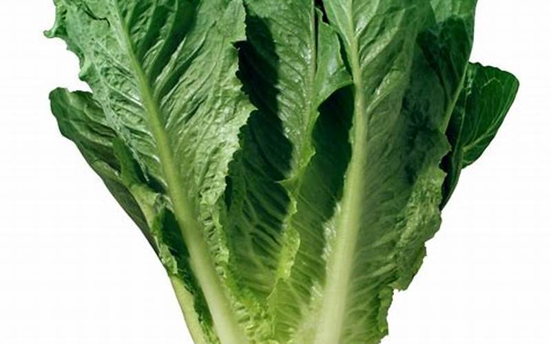 what is the best lettuce for hydroponics