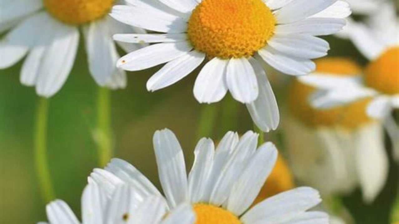 Roman Chamomile, Aromatherapy