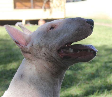 Roman Nose Bull Terrier Puppies For Sale Vic