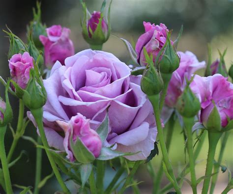 Romantic Roses and Their Varieties