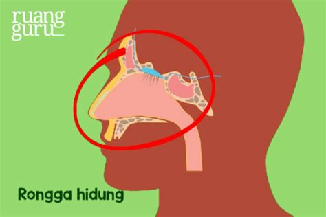 Rongga Hidung