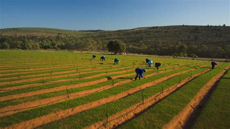 Rooibos Tea Farm Tour