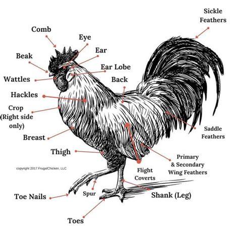 Anatomy Of A Rooster