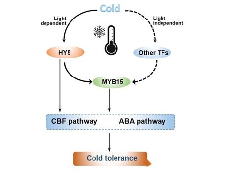 Root\Cbfs_storlib_bus3