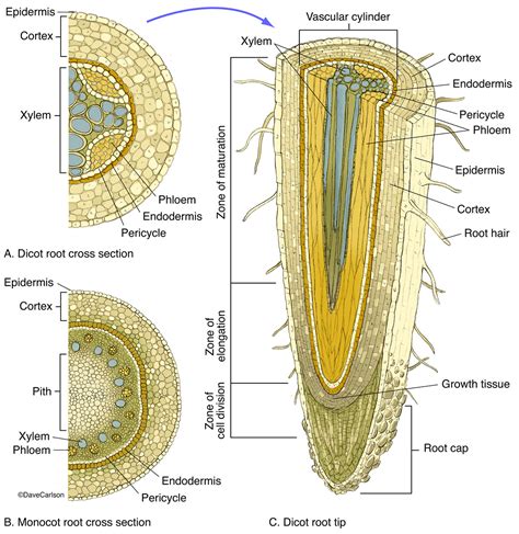 Root Cross Section