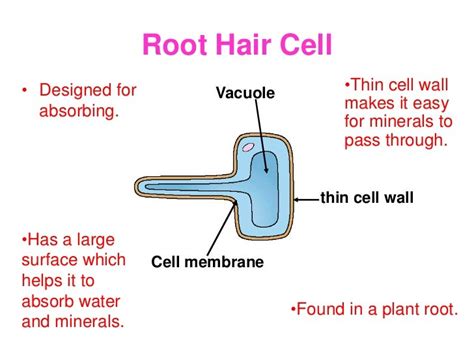 Root Hair Cell Adaptations