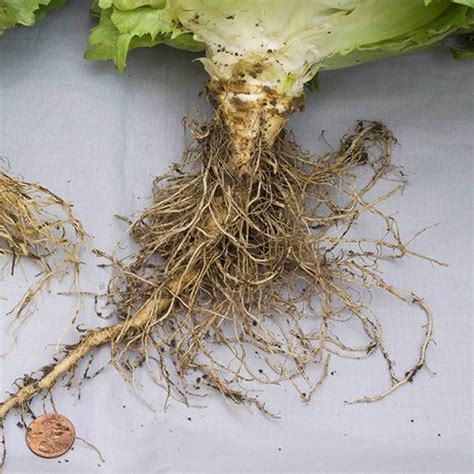 Root Rot: Causes, Symptoms & Effective Treatment