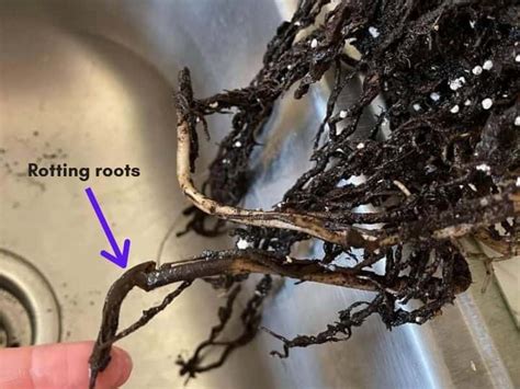 Root Rot Monstera