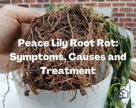 Root Rot Peace Lily