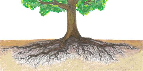Root System Of Live Oak Tree