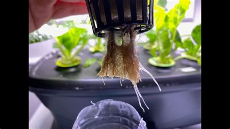 Root rot in Wick System Hydroponics